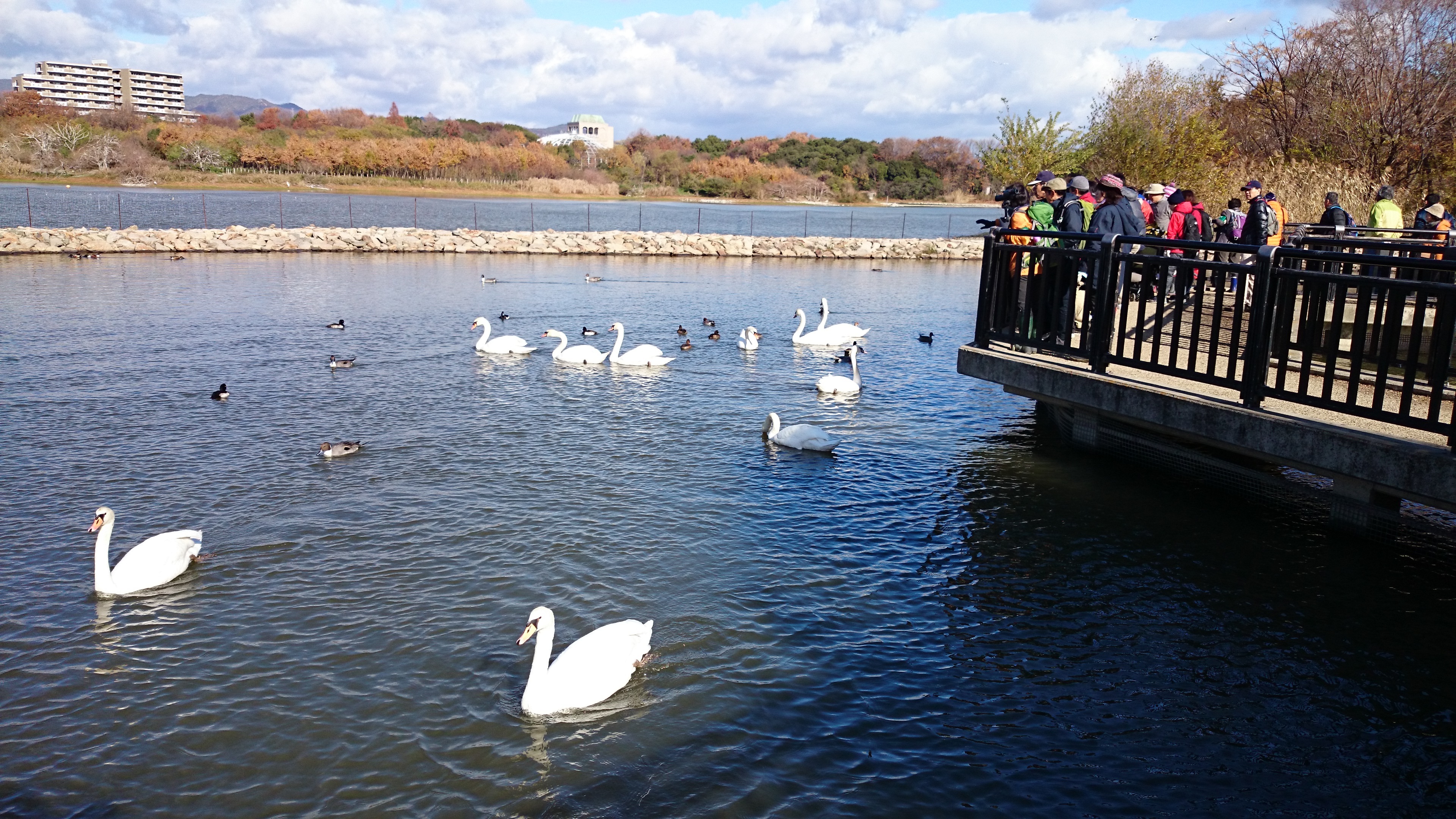 昆陽池公園