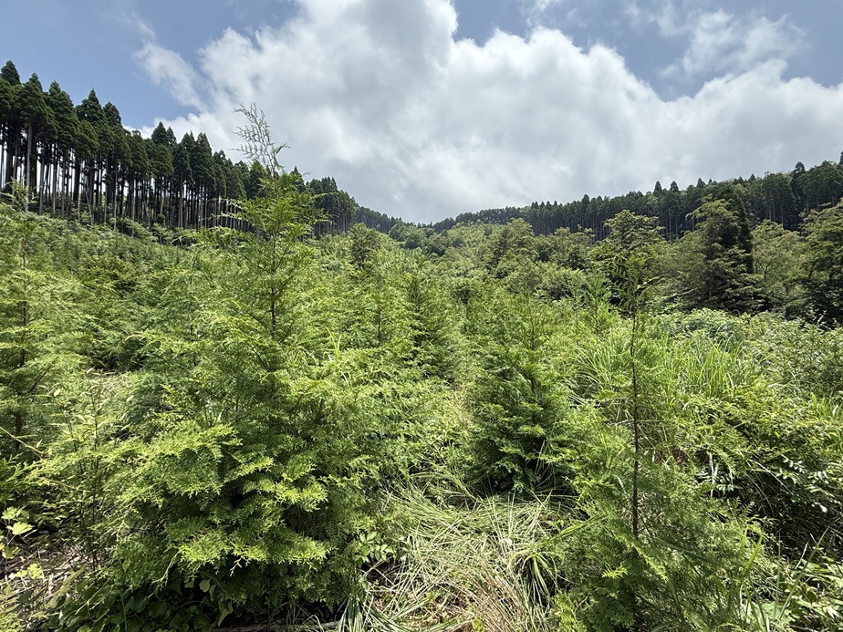 国有林内の下刈り等実習地