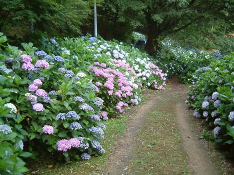 34あわじ花の歳時記園・夏