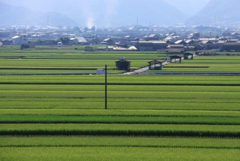 75玉ネギ小屋の風景・夏