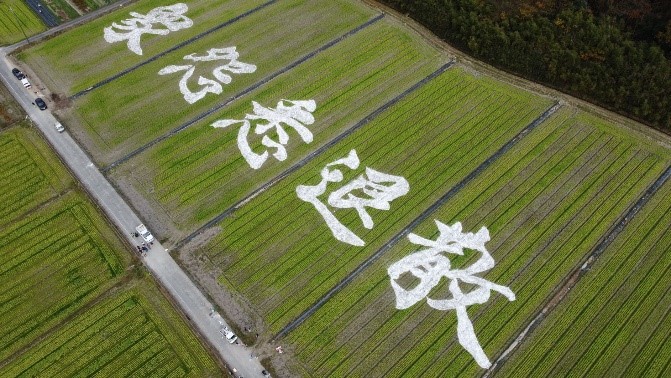 菜の花畑巨大文字