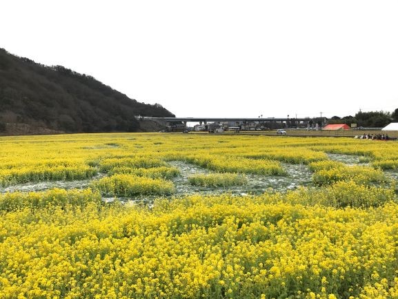 菜の花畑文字（横から）