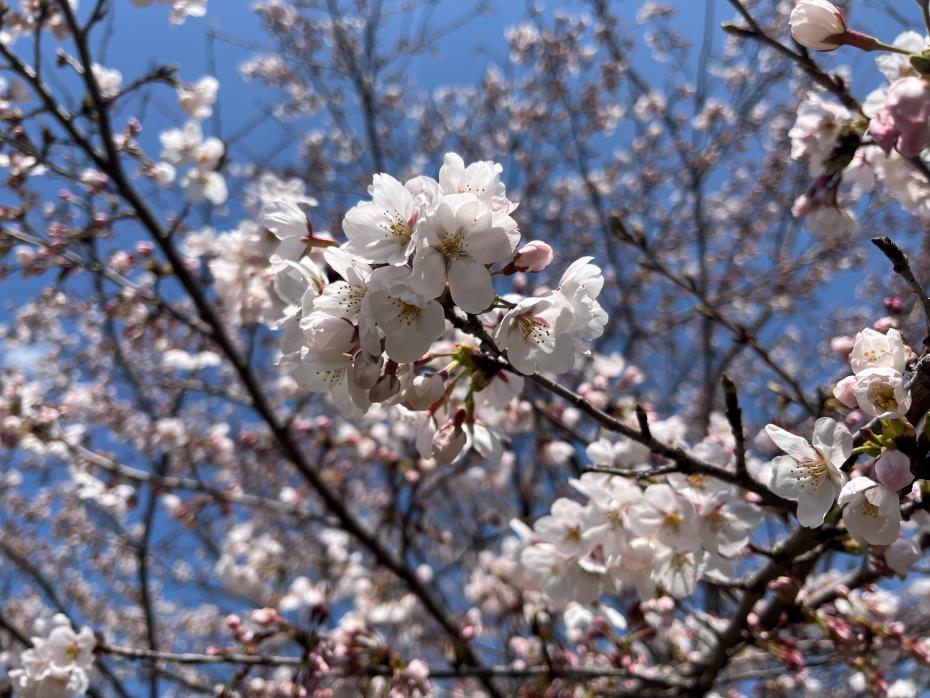 桜