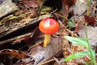 つやつやきのこ