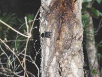 ヒラタクワガタ