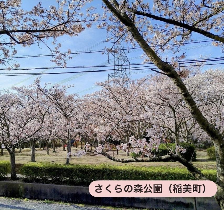 さくらの森公園（稲美町）