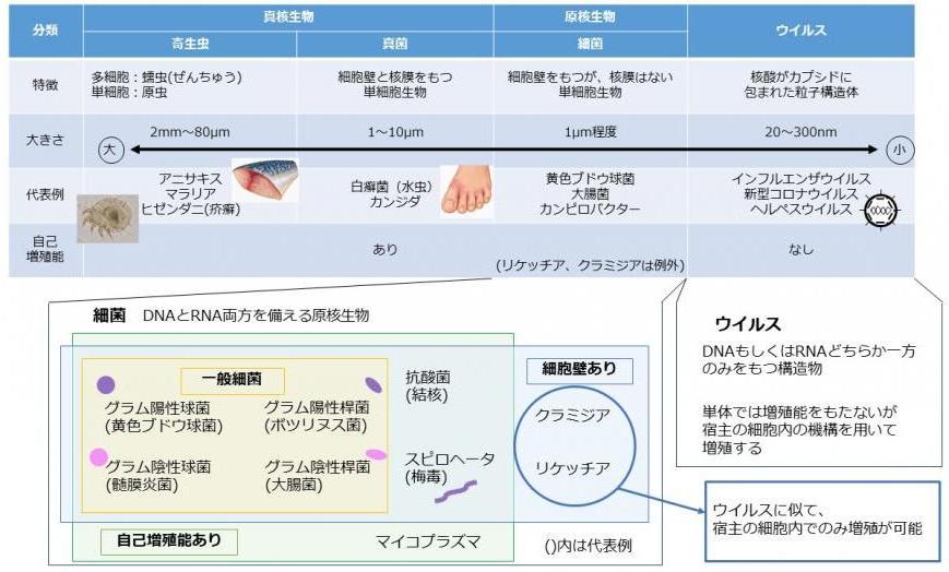 細菌の分類