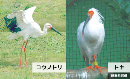 コウノトリ、トキ