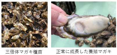 三倍体マガキ種苗、正常に成長した養殖マガキ