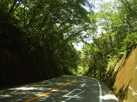 樹木が道路の上空を覆っているケース