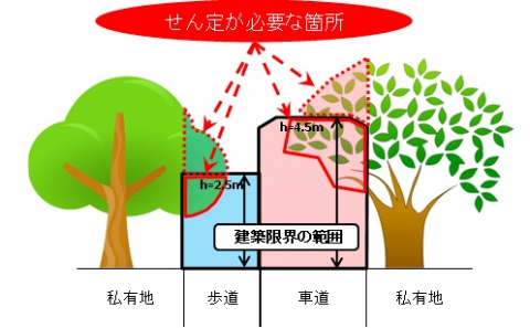 せん定の範囲