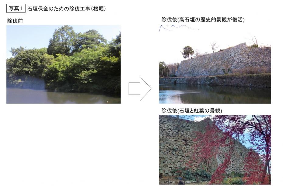 写真1石垣保全のための除伐工事（桜堀）