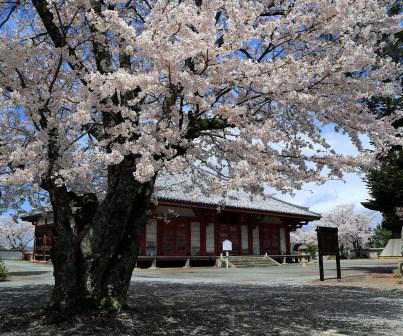 優秀3【国宝と桜】