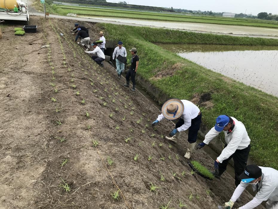 ピット苗定植作業