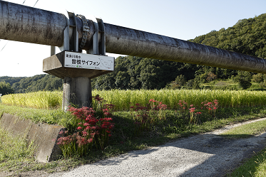 曽根サイフォン