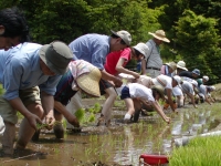 田植え