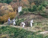 椎茸の原木作り