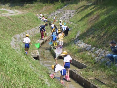 生態系配慮水路における観察会