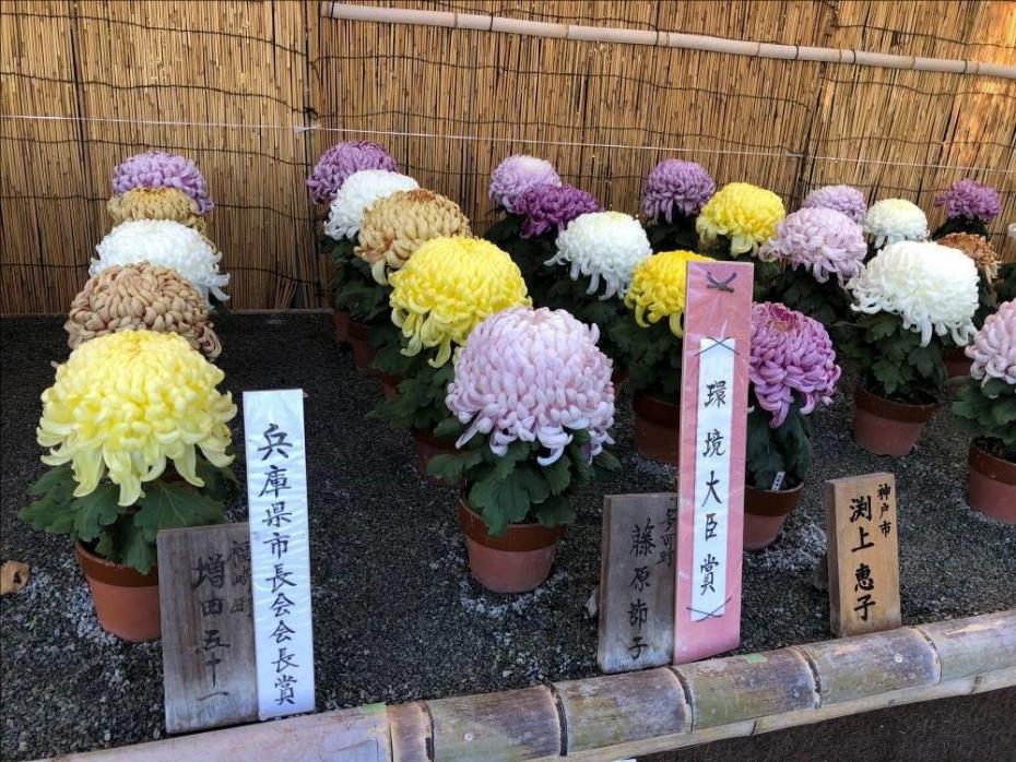 菊花展前年の様子