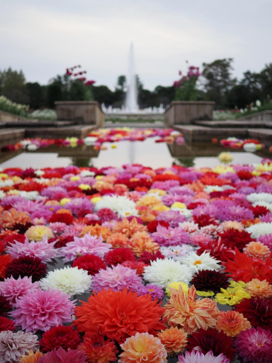 四季の花壇噴水にダリアを浮かべたダリアフロート