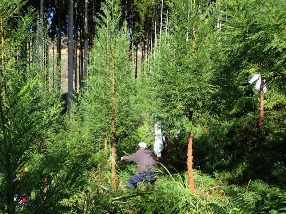 二酸化炭素を吸収して成長するスギ