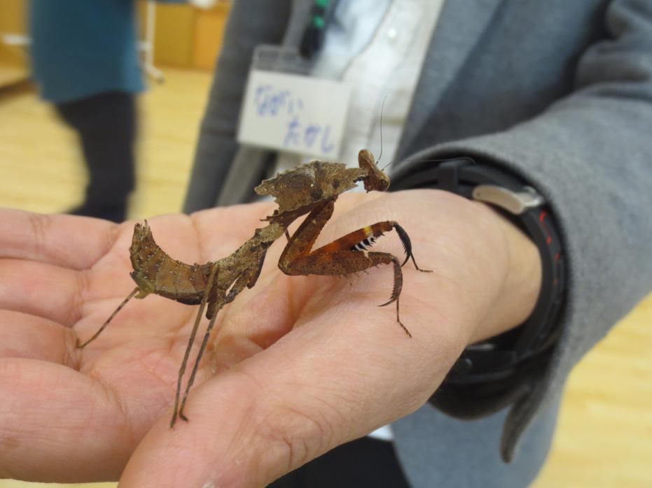 カマキリ