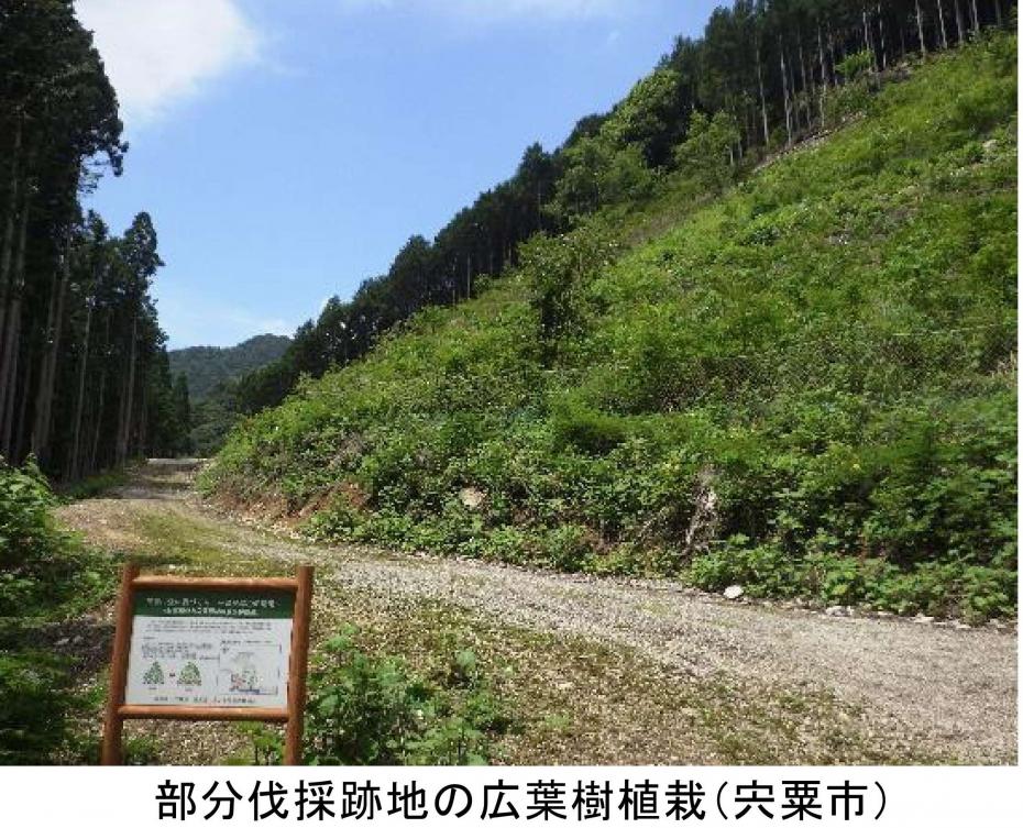 部分伐採跡地の広果樹植栽（宍粟市）