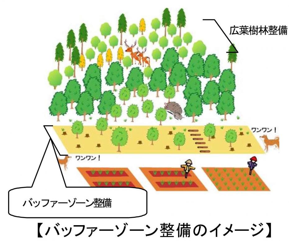 バッファーゾーン整備のイメージ