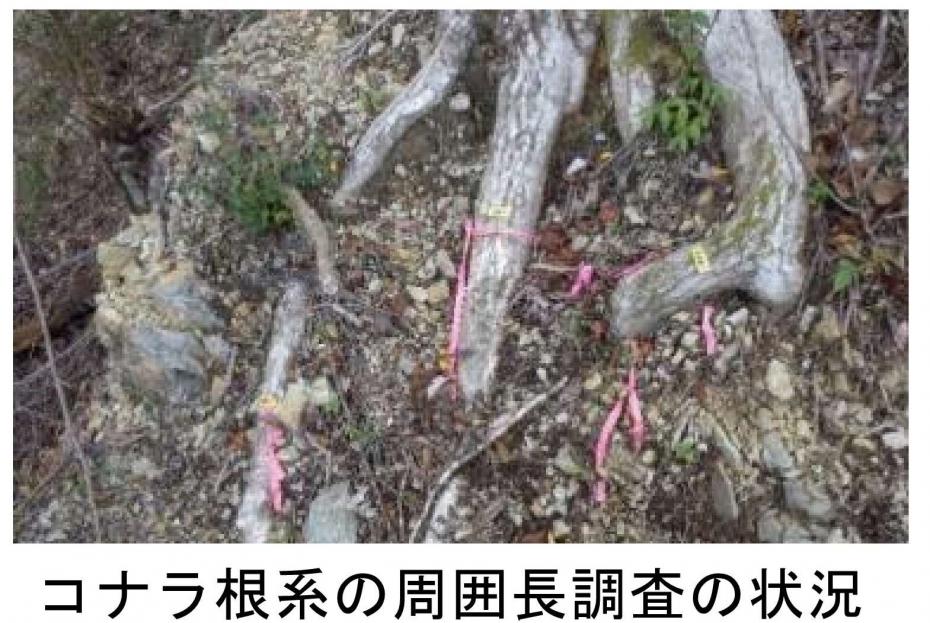 ユナラ根系の周囲長調査の状況