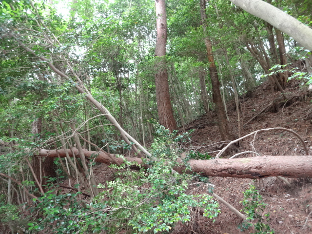 都市山防災林整備整備前