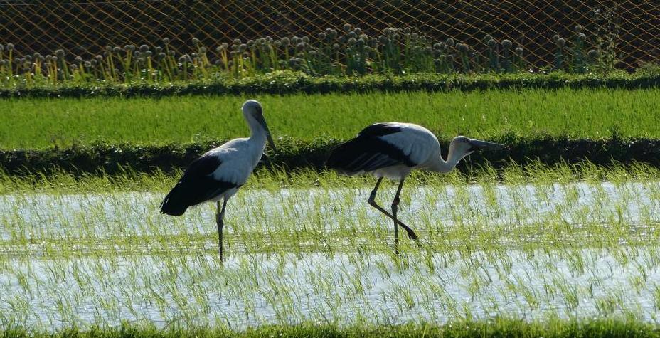 コウノトリ