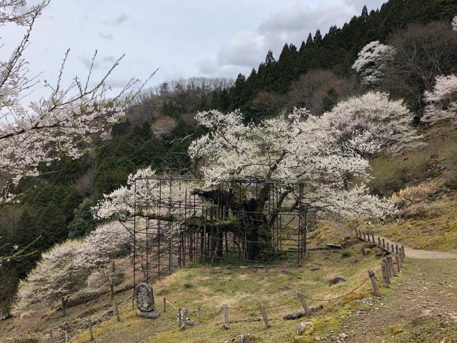 樽見の大桜